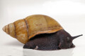 Archachatina marginata icterica Nigeria adult